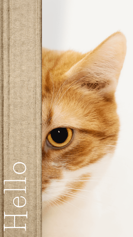 วอลเปเปอร์มือถือน่ารัก ภาพหน้าจอสุดน่ารัก คนรักแมว Wallpaper น่ารัก