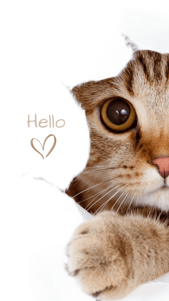 วอลเปเปอร์มือถือน่ารัก ภาพหน้าจอสุดน่ารัก คนรักแมว Wallpaper น่ารัก