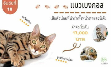อันดับที่ 10 สายพันธุ์แมวที่คนไทยนิยมเลี้ยง แมวเบงกอล