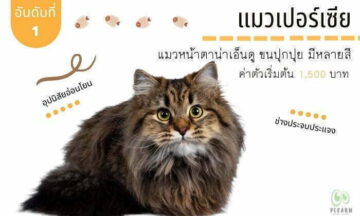 อันดับที่ 1 สายพันธุ์แมวที่คนไทยนิยมเลี้ยง แมวเปอร์เซีย อันดับที่ 1 สายพันธุ์แมวที่คนไทยนิยมเลี้ยง แมวเปอร์เซีย