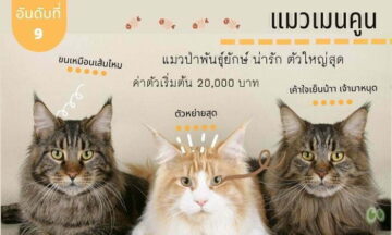 อันดับที่ 9 สายพันธุ์แมวที่คนไทยนิยมเลี้ยง แมวเมนคูน