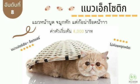 อันดับที่ 8 สายพันธุ์แมวที่คนไทยนิยมเลี้ยง แมวเอ็กโซติก