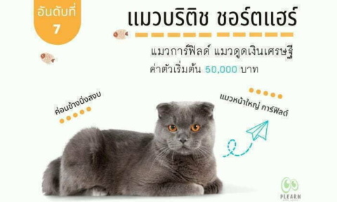 อันดับที่ 7 สายพันธุ์แมวที่คนไทยนิยมเลี้ยง แมวบริติช ชอร์ตแฮร์
