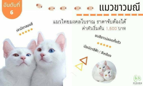 อันดับที่ 6 สายพันธุ์แมวที่คนไทยนิยมเลี้ยง แมวขาวมณี