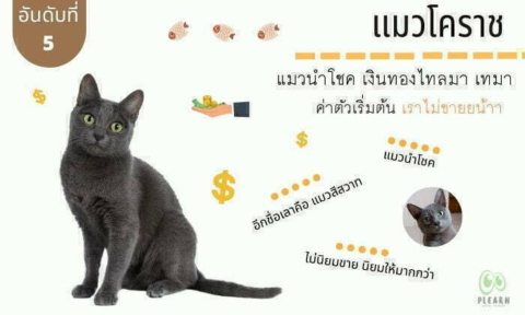 อันดับที่ 5 สายพันธุ์แมวที่คนไทยนิยมเลี้ยง แมวโคราช