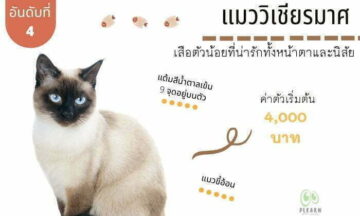 อันดับที่ 4 สายพันธุ์แมวที่คนไทยนิยมเลี้ยง แมววิเชียรมาศ อันดับที่ 4 สายพันธุ์แมวที่คนไทยนิยมเลี้ยง แมววิเชียรมาศ