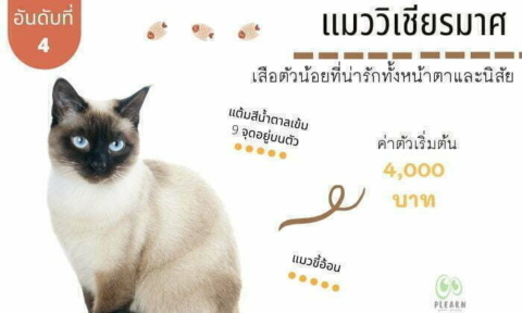 อันดับที่ 4 สายพันธุ์แมวที่คนไทยนิยมเลี้ยง แมววิเชียรมาศ
