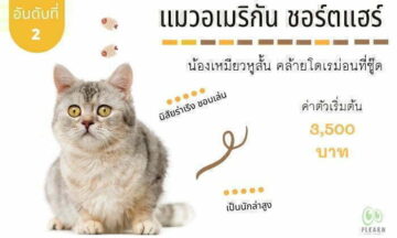 สายพันธุ์แมวที่คนไทยนิยมเลี้ยง แมวอเมริกัน ช็อตแฮร์