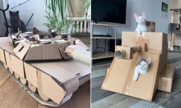 ของเล่นแมวจากกล่องลัง ที่เหล่าทาสสร้างให้พวกเขา ตอนที่ 1