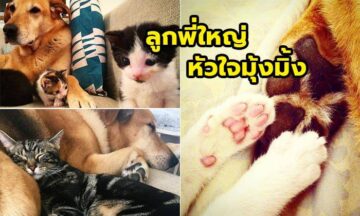 พี่หมาร่างใหญ่ หัวใจมุ้งมิ้ง กับหน้าที่ดูแลน้องเหมียว