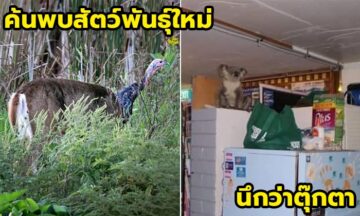 ภาพสัตว์โลกสุดกวนที่รวบรวมมาจาก socials ตอนที่ 2 (จบ) ภาพสัตว์โลกสุดกวนที่รวบรวมมาจาก socials ตอนที่ 2 (จบ)