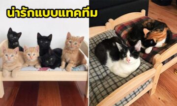IKEA โชว์ผลงาน ที่นอนแมว ที่ทาสแมวเห็นแล้วต้องว้าว ตอนที่ 1