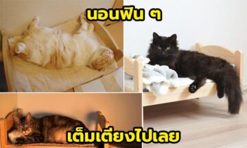 IKEA โชว์ผลงาน ที่นอนแมว ที่ทาสแมวเห็นแล้วต้องว้าว ตอนที่ 2