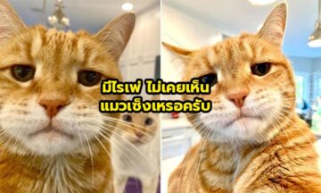 Marley น้องแมวหน้าเซ็ง ที่มีผู้ติดตาม 1แสนคน Marley น้องแมวหน้าเซ็ง ที่มีผู้ติดตาม 1แสนคน