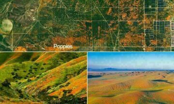 นาซ่าเผยแพร่ภาพดาวเทียมของ California Superbloom จากอวกาศ