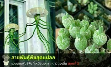พันธุ์พืชสุดแปลก ที่เหมือนกับว่ามันมาจากดาวดวงอื่น ตอนที่ 2