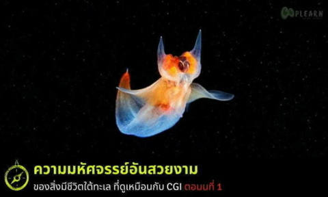 ภาพถ่ายสุดเหลือเชื่อของสิ่งมีชีวิตใต้ทะเล ที่ดูเหมือนกับ CGI ตอนที่ 1