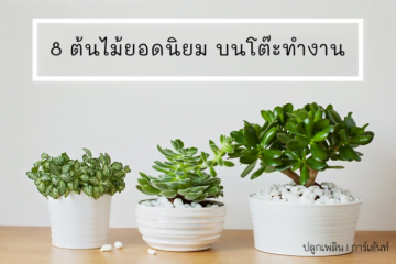 ต้นไม้บนโต๊ะทํางาน 2569 เสริมฮวงจุ้ย เรียกทรัพย์ ปังๆ ต้นไม้บนโต๊ะทํางาน 2569 เสริมฮวงจุ้ย เรียกทรัพย์ ปังๆ