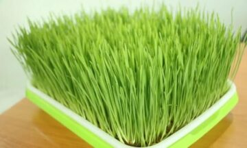 วิธีปลูกข้าวสาลีอ่อน หรือหญ้าแมว ง่ายๆ แบบไม่ต้องใช้ดิน