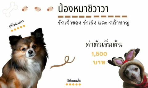ชิวาว่า สุนัขน่าเลี้ยง สายพันธุ์หมายอดนิยมในไทย