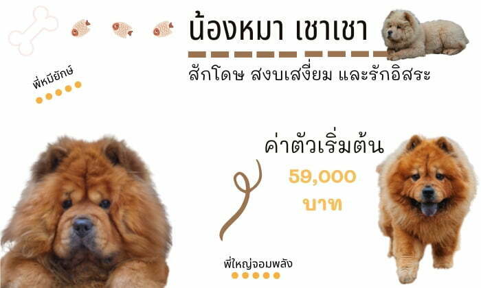 เชา เชา สุนัขน่าเลี้ยง สายพันธุ์หมายอดนิยมในไทย