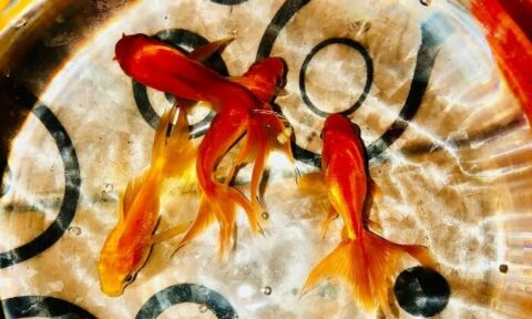 ของแต่งบ้านมงคล ช่วยเสริมดวง สิริมงคลต่อฮวงจุ้ย ปี 2569