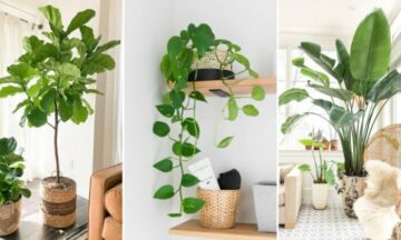 ต้นไม้ปลูกในบ้าน 2569 เสริมมงคล เรียกโชค เรียกทรัพย์