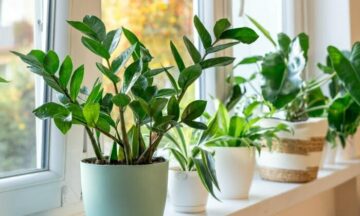 ต้นไม้ มงคล ปลูก หน้า บ้าน 2569 เสริมโชคลาภ ราคาไม่แพง