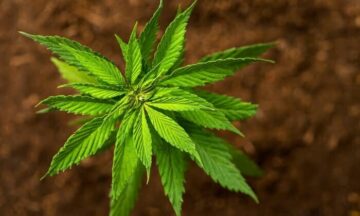 วิธีปลูกกัญชา ฉบับมือใหม่ ปลูกยังไงให้กัญชางอก