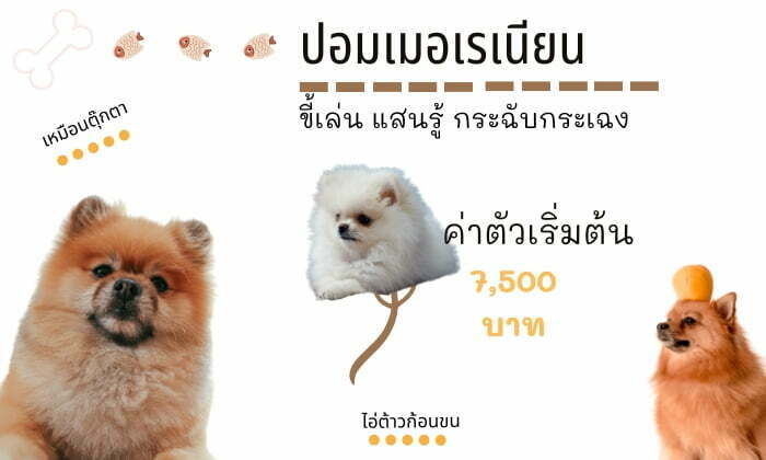 ปอมเมอเรเนียน สุนัขน่าเลี้ยง สายพันธุ์หมายอดนิยมในไทย