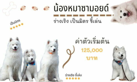 ซามอยด์ สุนัขน่าเลี้ยง สายพันธุ์หมายอดนิยมในไทย