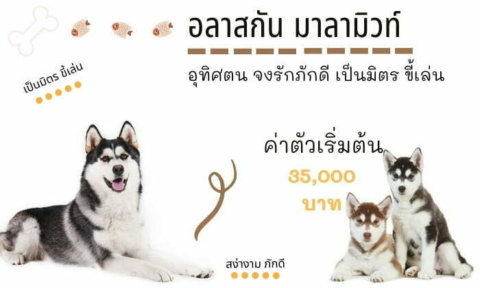 อลาสกัน มาลามิวท์ สุนัขน่าเลี้ยง สายพันธุ์หมายอดนิยมในไทย