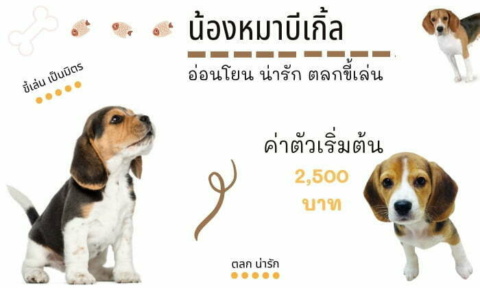 บีเกิ้ล สุนัขน่าเลี้ยง สายพันธุ์หมายอดนิยมในไทย