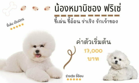 บิชอง ฟริเซ่ สุนัขน่าเลี้ยง สายพันธุ์หมายอดนิยมในไทย