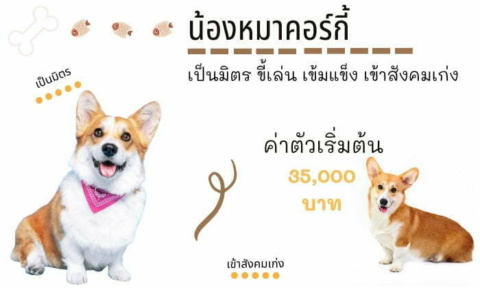 คอร์กี้ สุนัขน่าเลี้ยง สายพันธุ์หมายอดนิยมในไทย
