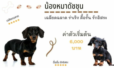 ดัชชุนด์ สุนัขน่าเลี้ยง สายพันธุ์หมายอดนิยมในไทย