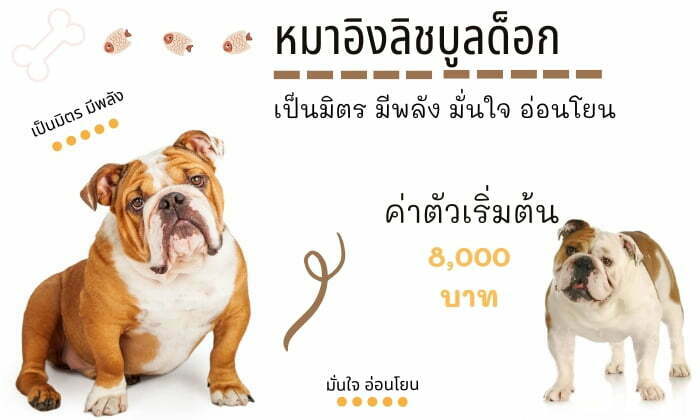 อิงลิช บูลด็อก สุนัขน่าเลี้ยง สายพันธุ์หมายอดนิยมในไทย