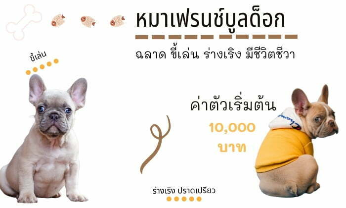 เฟรนช์บูลด็อก สุนัขน่าเลี้ยง สายพันธุ์หมายอดนิยมในไทย