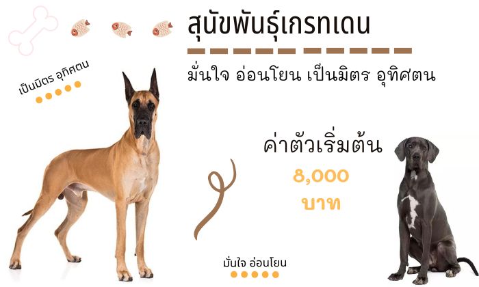 เกรทเดน สุนัขน่าเลี้ยง สายพันธุ์หมายอดนิยมในไทย