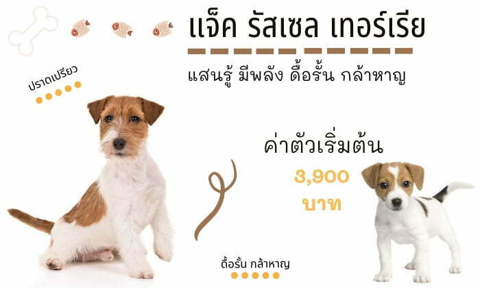 แจ็ค รัสเซล เทอร์เรีย สุนัขน่าเลี้ยง สายพันธุ์ยอดนิยมในไทย