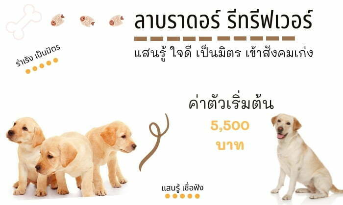ลาบราดอร์รีทรีฟเวอร์ สุนัขน่าเลี้ยง สายพันธุ์หมายอดนิยมในไทย