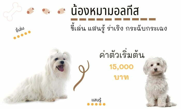 มอลทีส สุนัขน่าเลี้ยง สายพันธุ์หมายอดนิยมในไทย