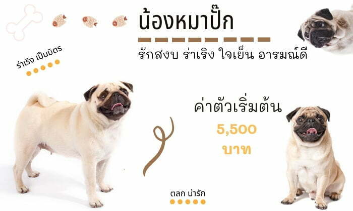 ปั๊ก สุนัขน่าเลี้ยง สายพันธุ์หมายอดนิยมในไทย