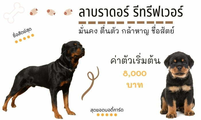 ร็อตไวเลอร์