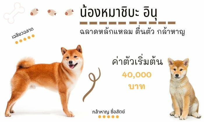 ชิบะอินุ สุนัขน่าเลี้ยง สายพันธุ์หมายอดนิยมในไทย