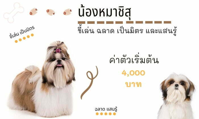 ชิสุ สุนัขน่าเลี้ยง สายพันธุ์หมายอดนิยมในไทย