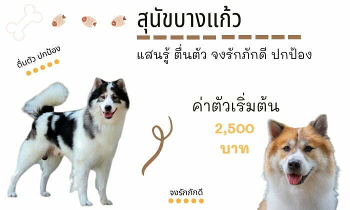 ไทย บางแก้ว สุนัขน่าเลี้ยง สายพันธุ์หมายอดนิยมในไทย