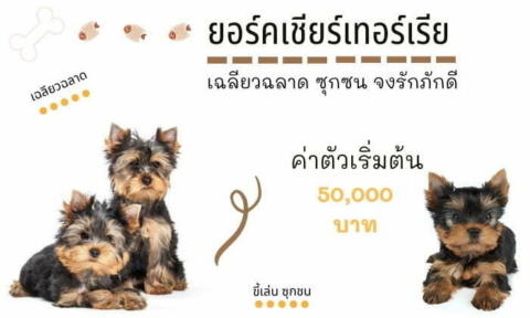 ยอร์คเชียร์เทอร์เรีย สุนัขน่าเลี้ยง สายพันธุ์หมายอดนิยมในไทย