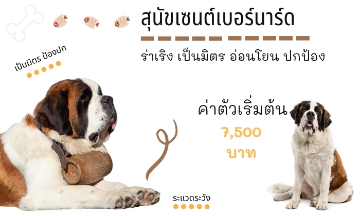 เซนต์เบอร์นาร์ด สุนัขน่าเลี้ยง สายพันธุ์หมายอดนิยมในไทย